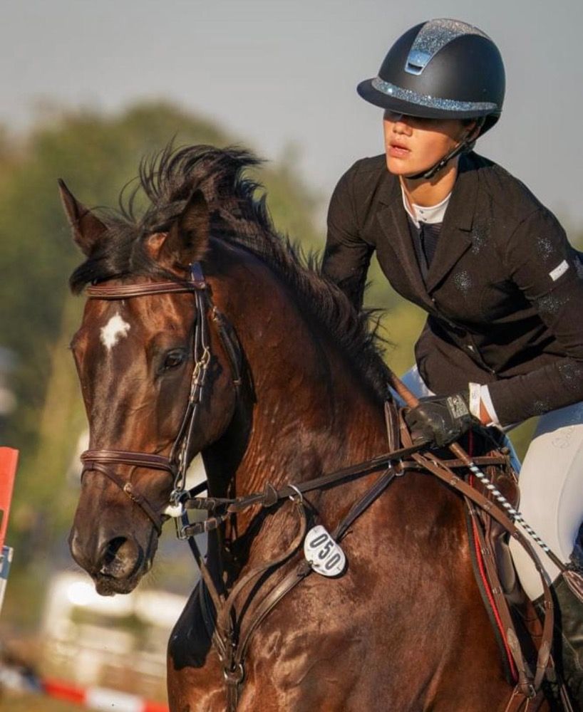 KWPN eventingpaard Ruin 14 years old Donkerbruin for sale - Photo 3