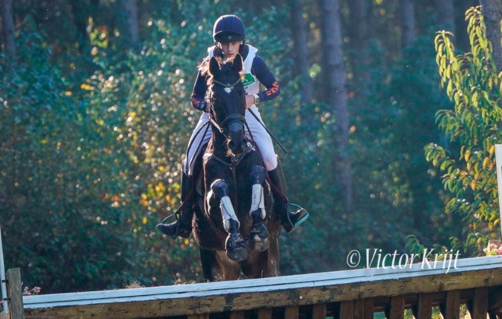 KWPN eventingpaard Ruin 14 years old Donkerbruin for sale - Photo 2