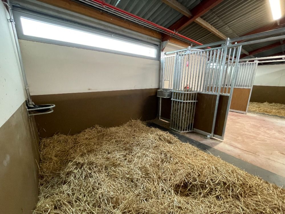 Stallengang lege stallen te huur Westerlo - Foto 3