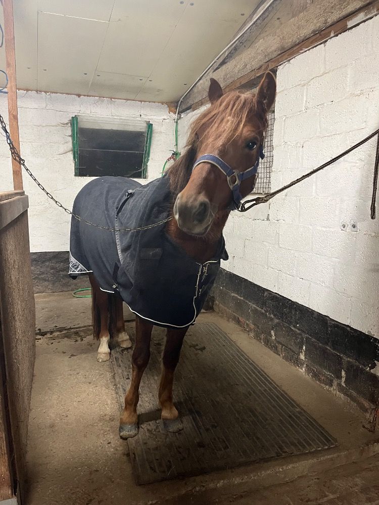 3,5 jarige connemara pony