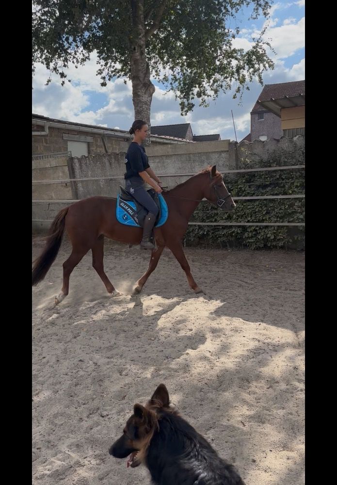 Connemara allround-pony Merrie 3 jaar Vos te koop - Foto 6