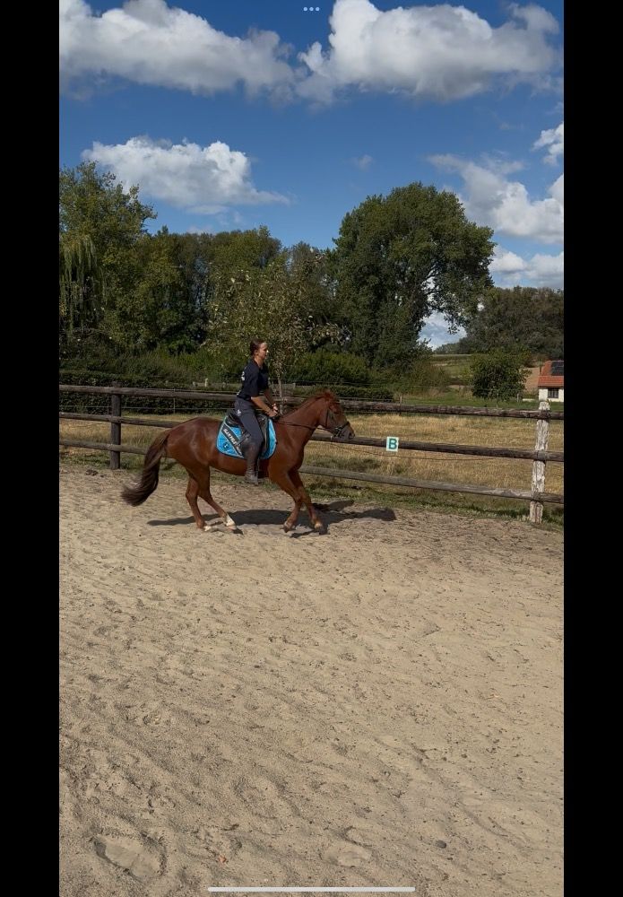 Connemara allround-pony Merrie 3 jaar Vos te koop - Foto 5