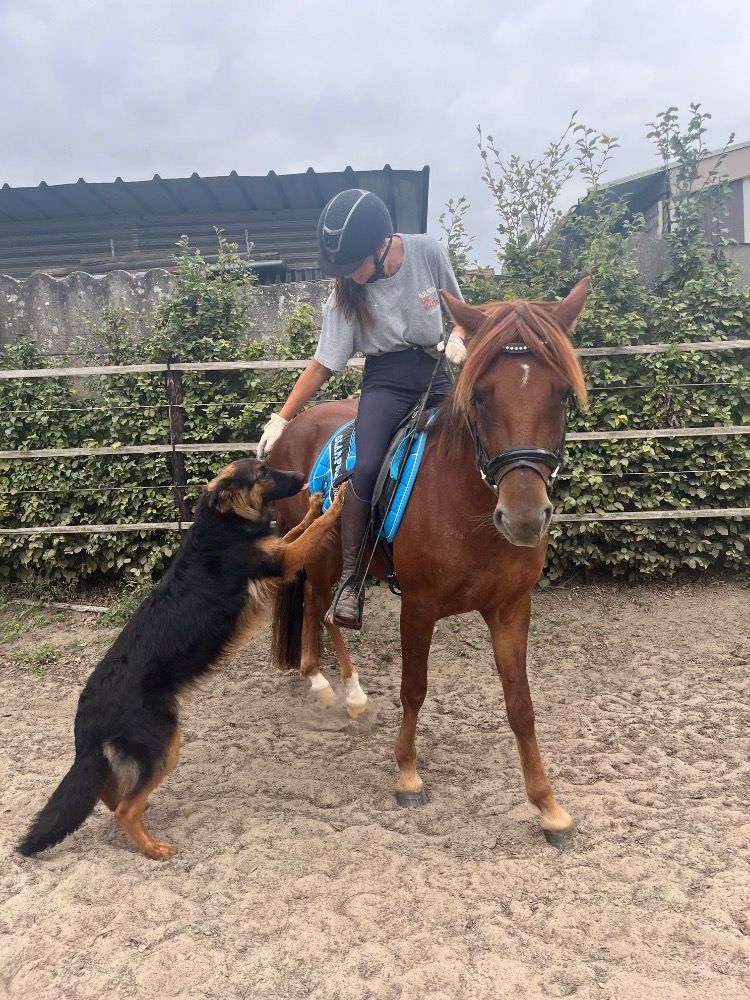 Connemara allround-pony Merrie 3 jaar Vos te koop - Foto 4