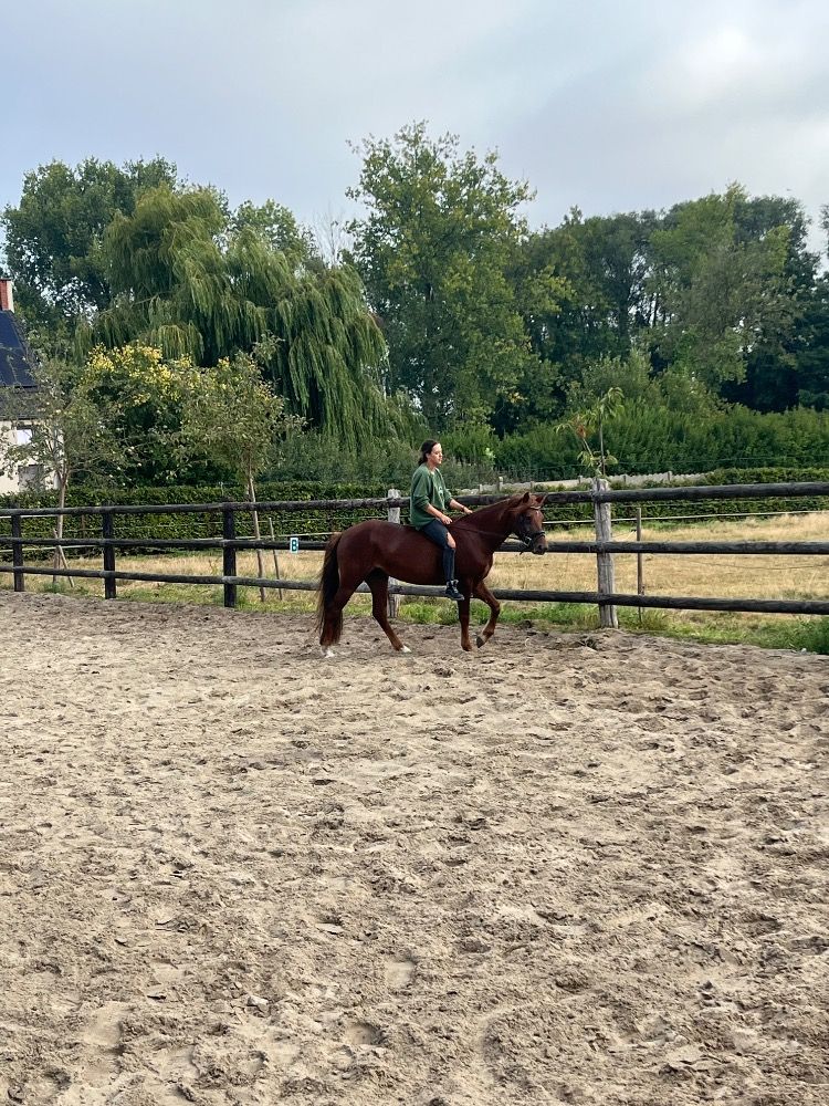 Connemara allround-pony Merrie 3 jaar Vos te koop - Foto 2