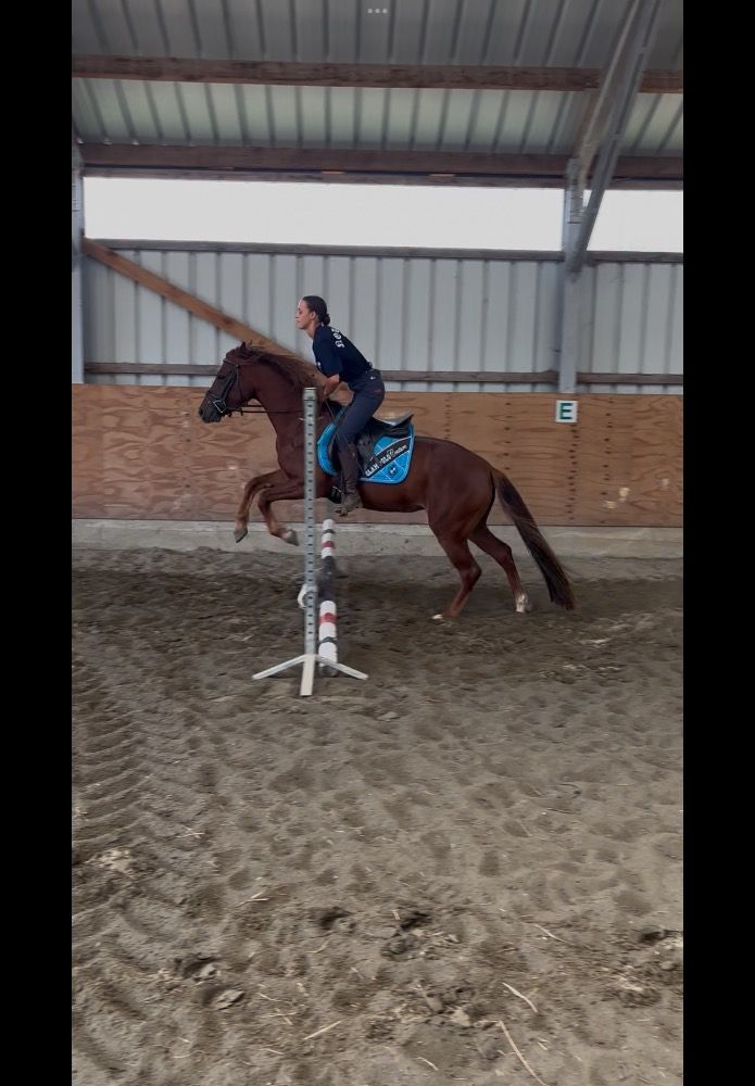 Connemara allround-pony Merrie 3 jaar Vos te koop - Foto 3