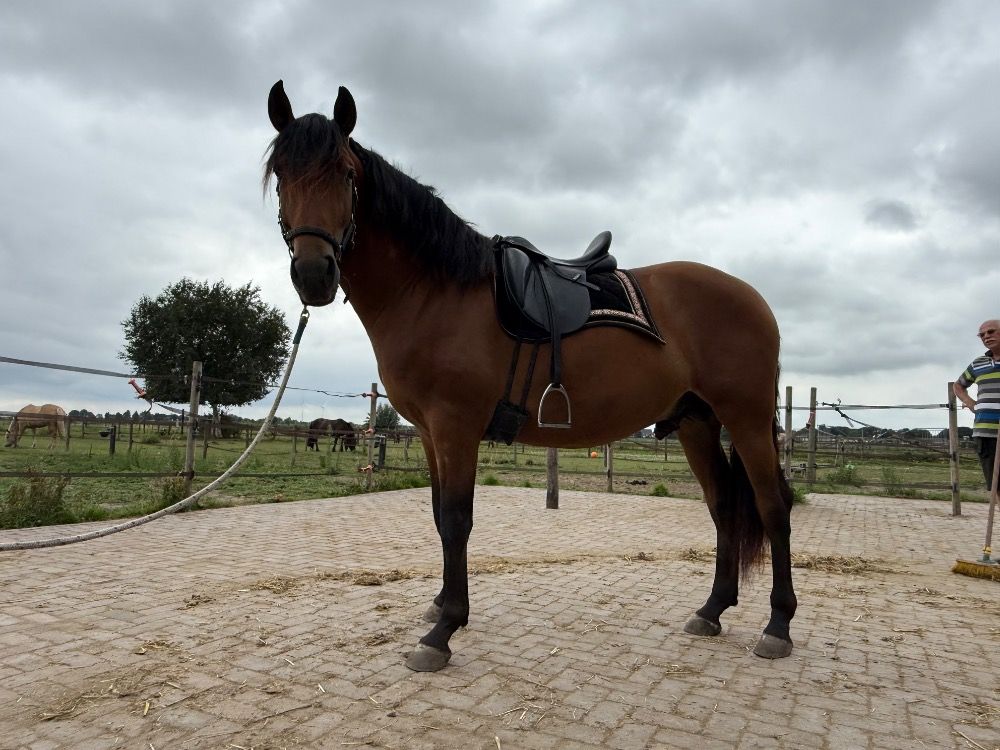 PRE allrounder Hengst 3 jaar Bruin te koop - Foto 4