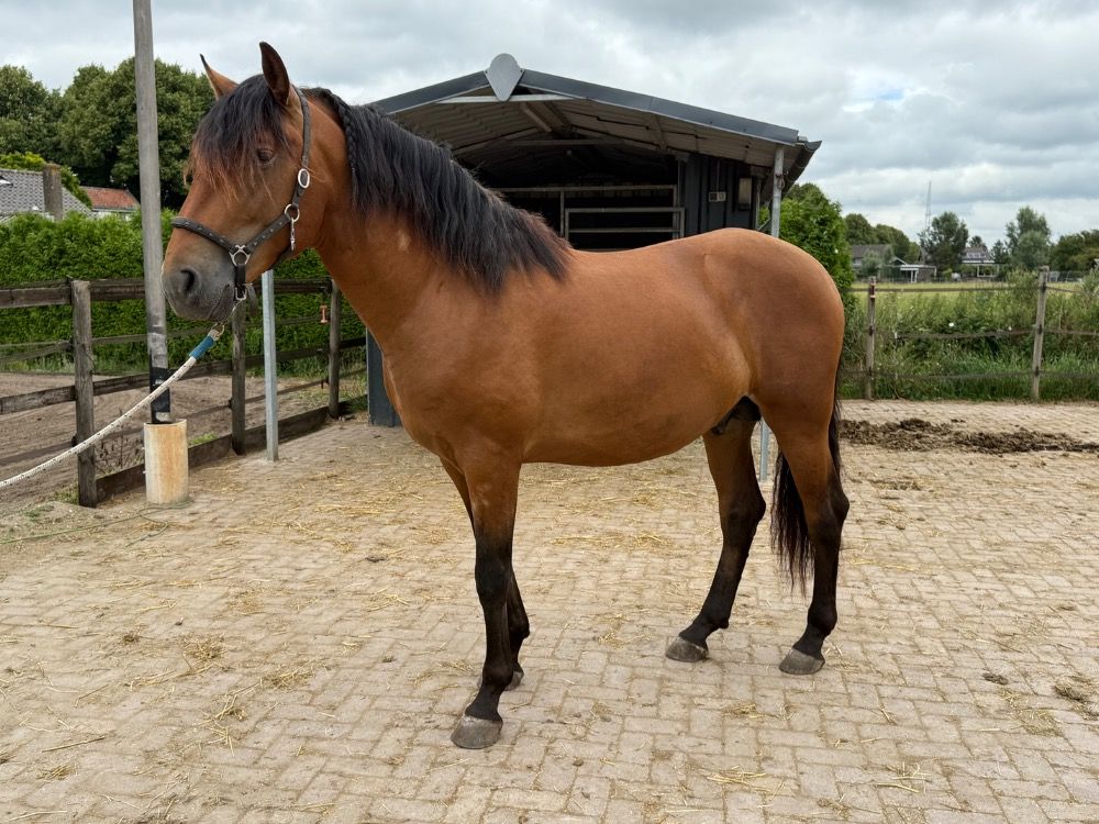 PRE allrounder Hengst 3 jaar Bruin te koop - Foto 3