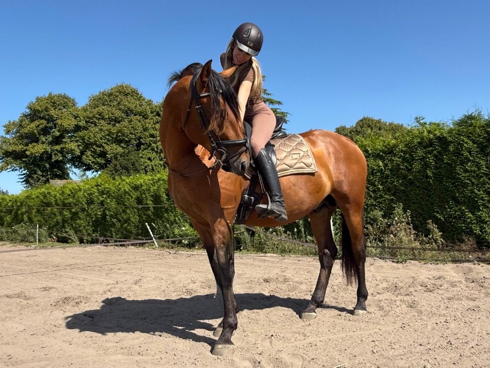PRE allrounder Hengst 3 jaar Bruin te koop - Foto 6