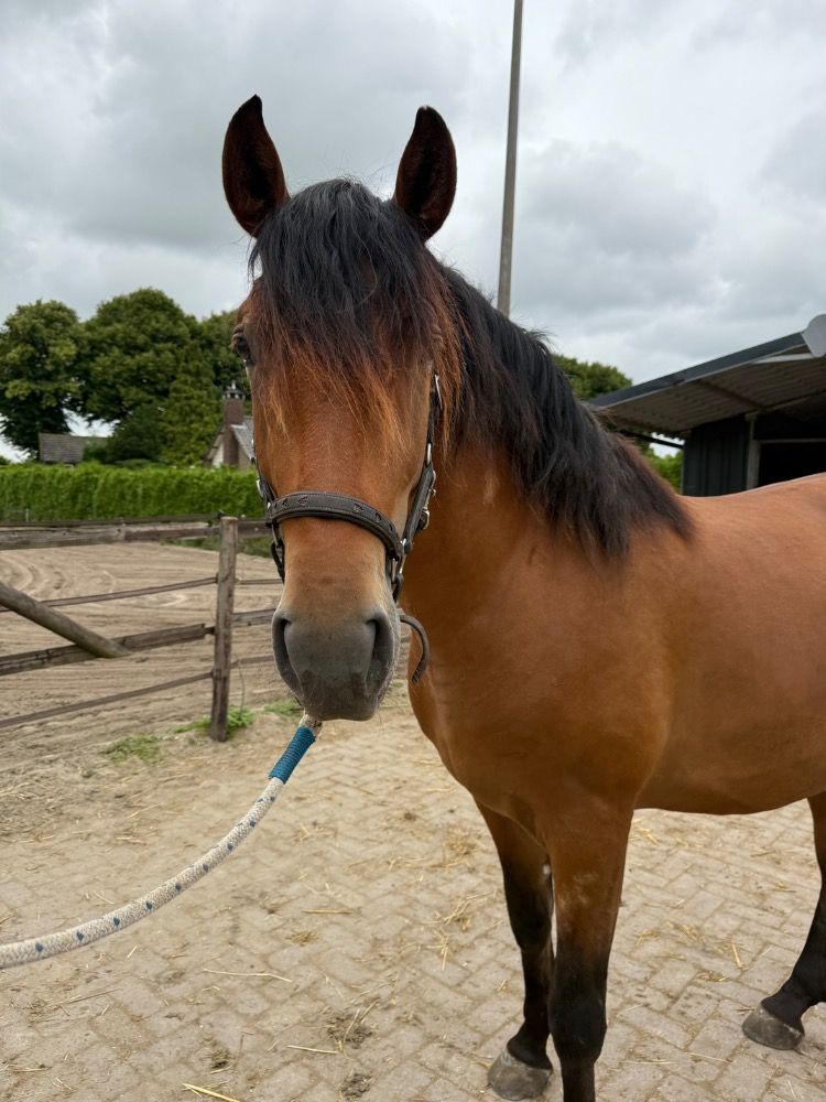 PRE allrounder Hengst 3 jaar Bruin te koop - Foto 2