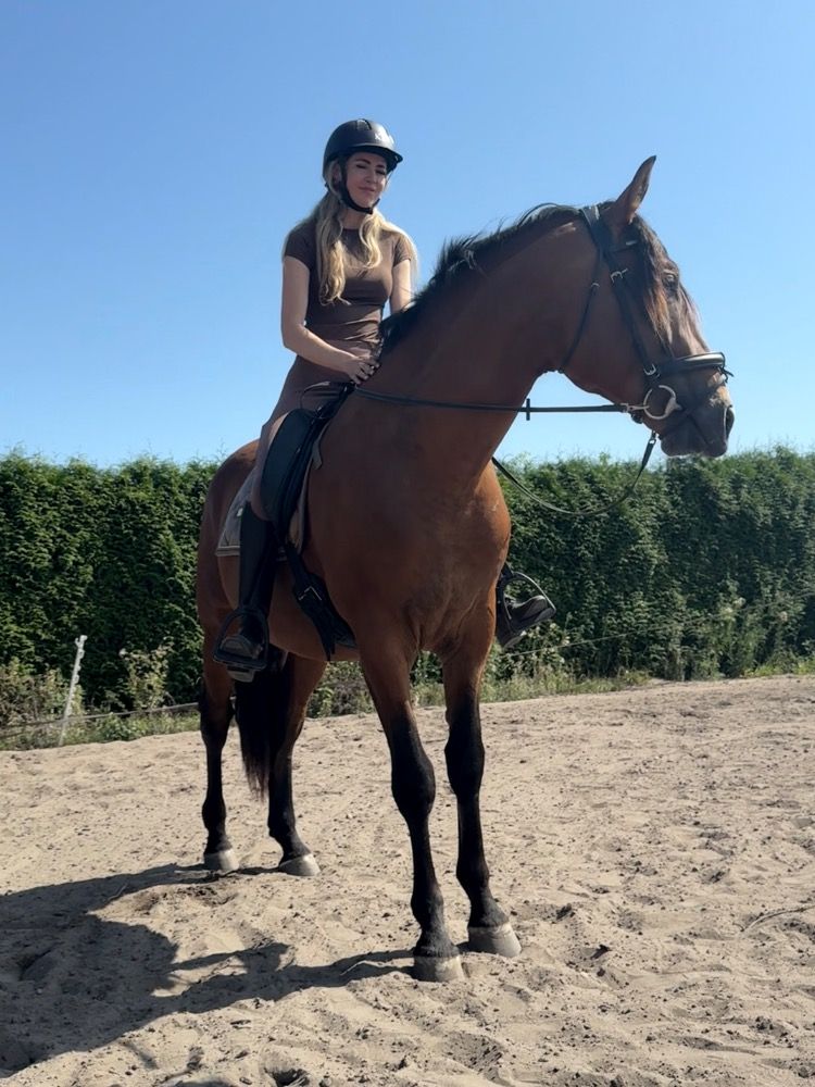PRE allrounder Hengst 3 jaar Bruin te koop - Foto 5