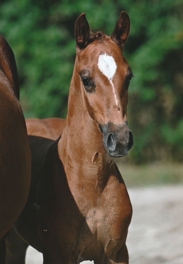 Zangersheide springpaard Hengst 1 歳 Vos 売り出し中 - 写真 3