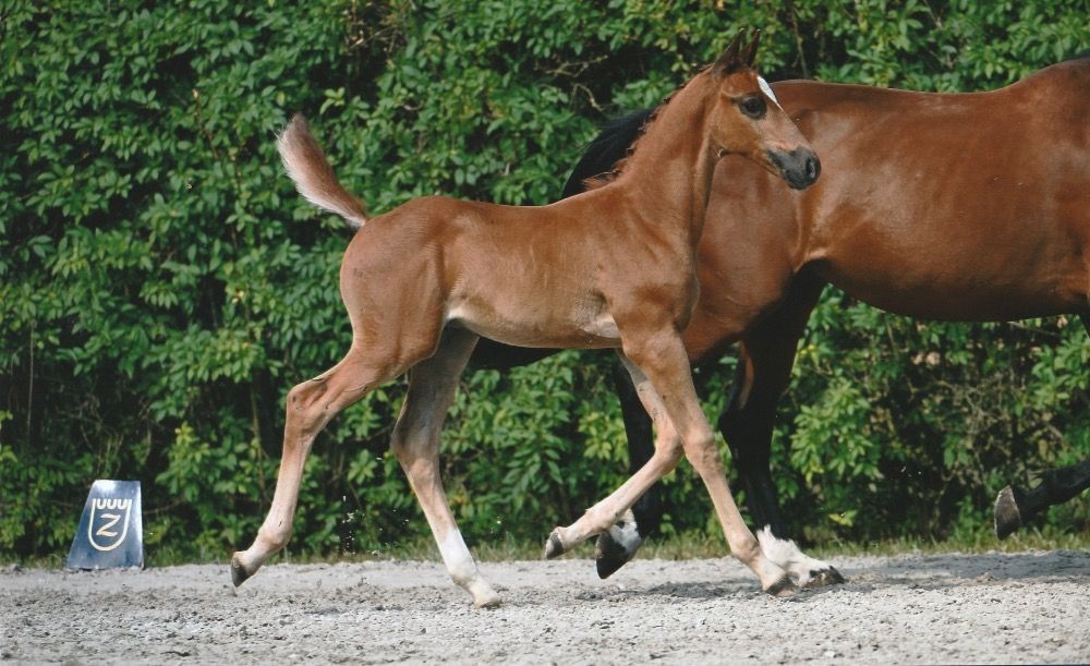 Zangersheide springpaard Hengst 1 歳 Vos 売り出し中 - 写真 2