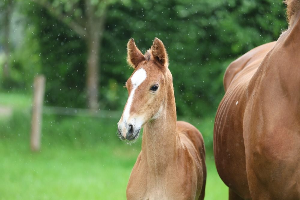 JAARLING HENGST VOLLE BROER GOEDGEKEURDE HENGST HENKIE