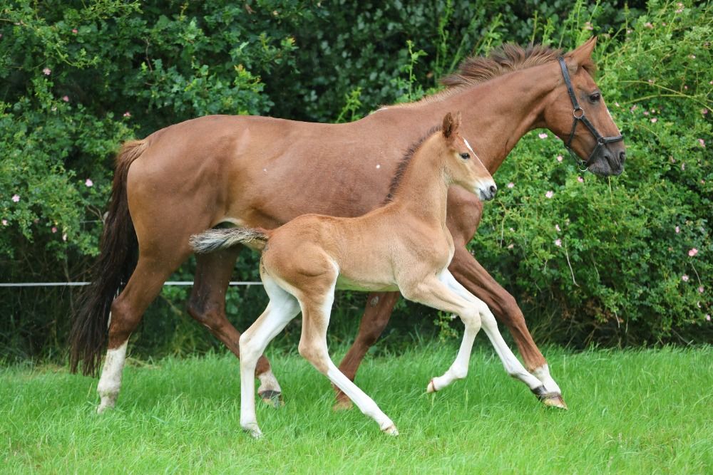 KWPN dressuurpaard Hengst 1 jaar Vos te koop - Foto 2