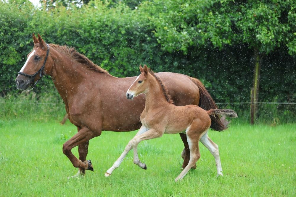 KWPN dressuurpaard Hengst 1 jaar Vos te koop - Foto 4