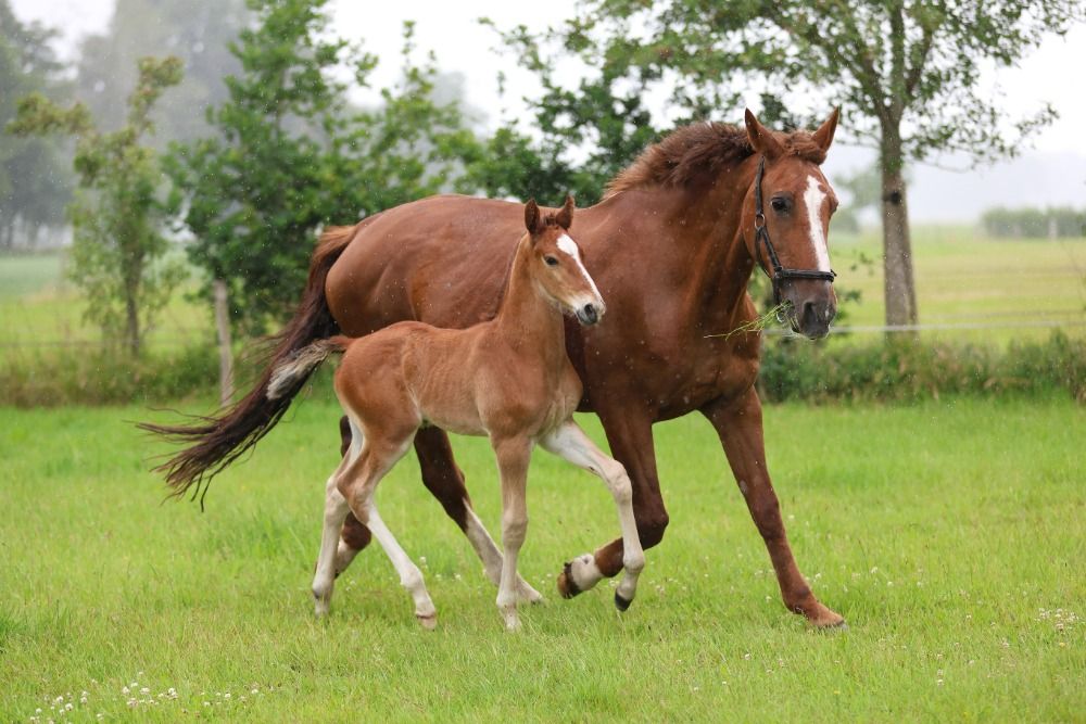 KWPN dressuurpaard Hengst 1 jaar Vos te koop - Foto 3
