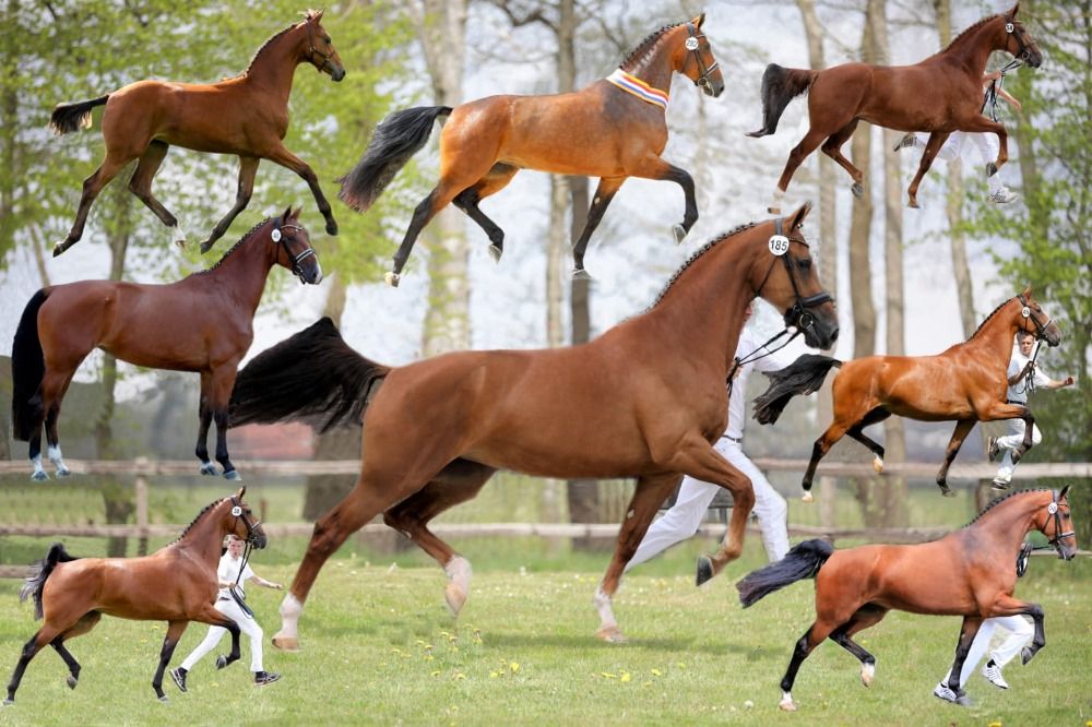 KWPN dressuurpaard Hengst 1 jaar Vos te koop - Foto 5