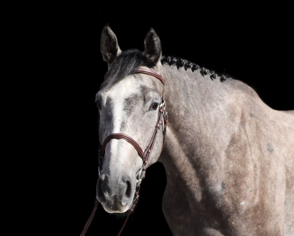 6-jarige ruin door ideaal de la loge x Clinton-uitzonderlijke reikwijdte en veelbelovende toekomst in de sport