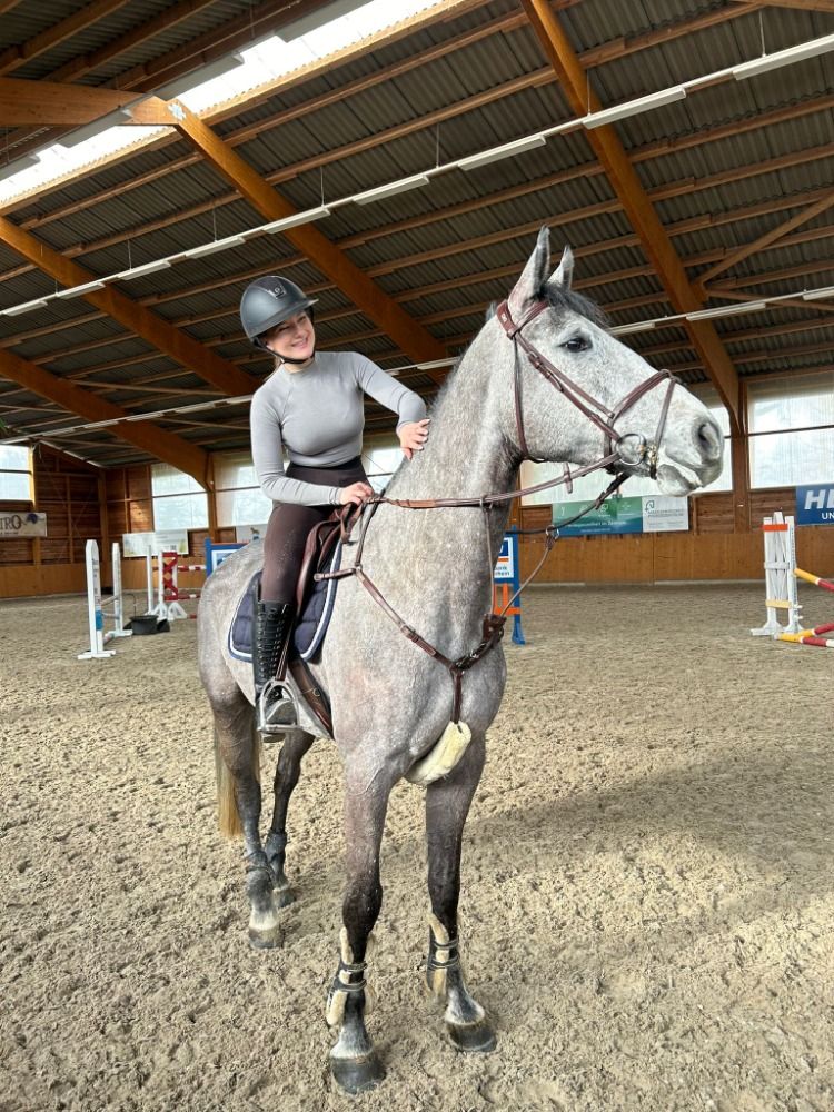 Holstein springpaard Ruin 6 jaar Schimmel te koop - Foto 2
