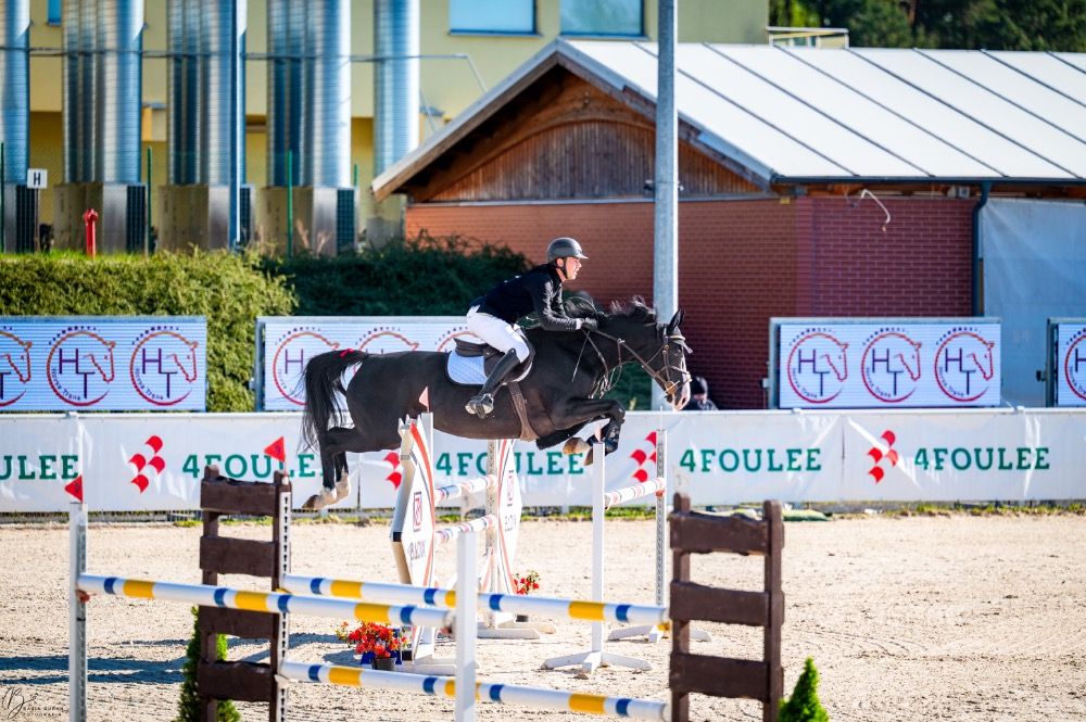 Selle Fran�ais springpaard Merrie 10 jaar Zwart te koop - Foto 2