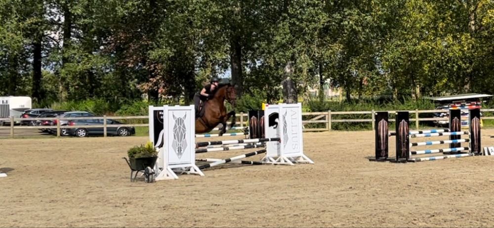 BWP allrounder Ruin 12 jaar Bruin te koop - Foto 5