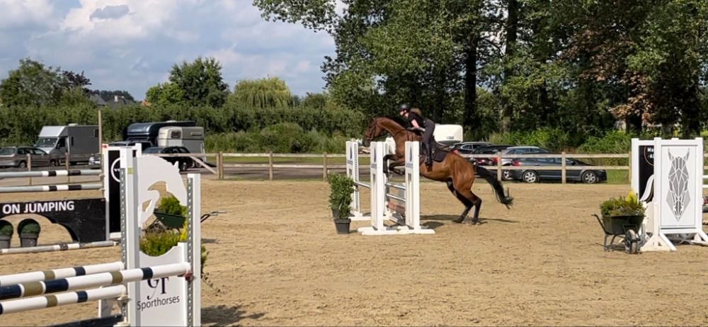 BWP allrounder Ruin 12 jaar Bruin te koop - Foto 4