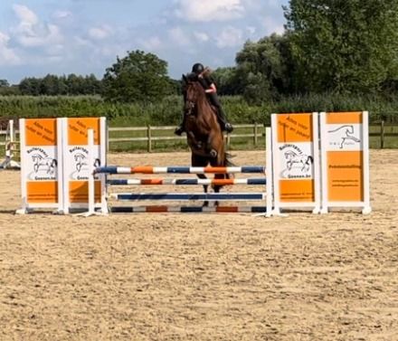BWP allrounder Ruin 12 jaar Bruin te koop - Foto 6