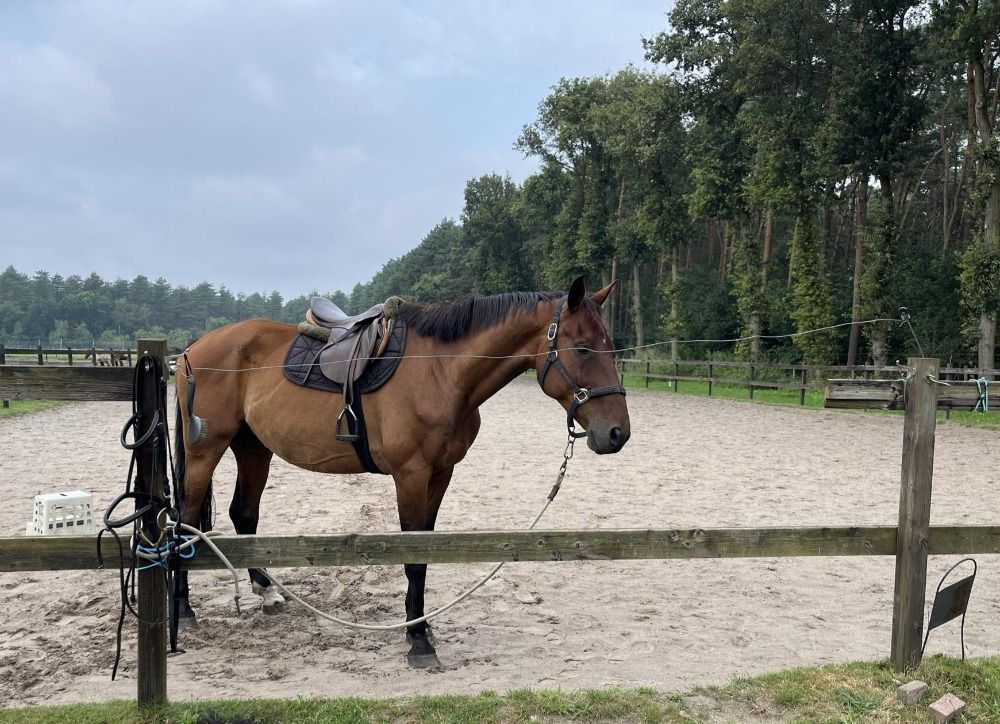 BWP allrounder Ruin 12 jaar Bruin te koop - Foto 2
