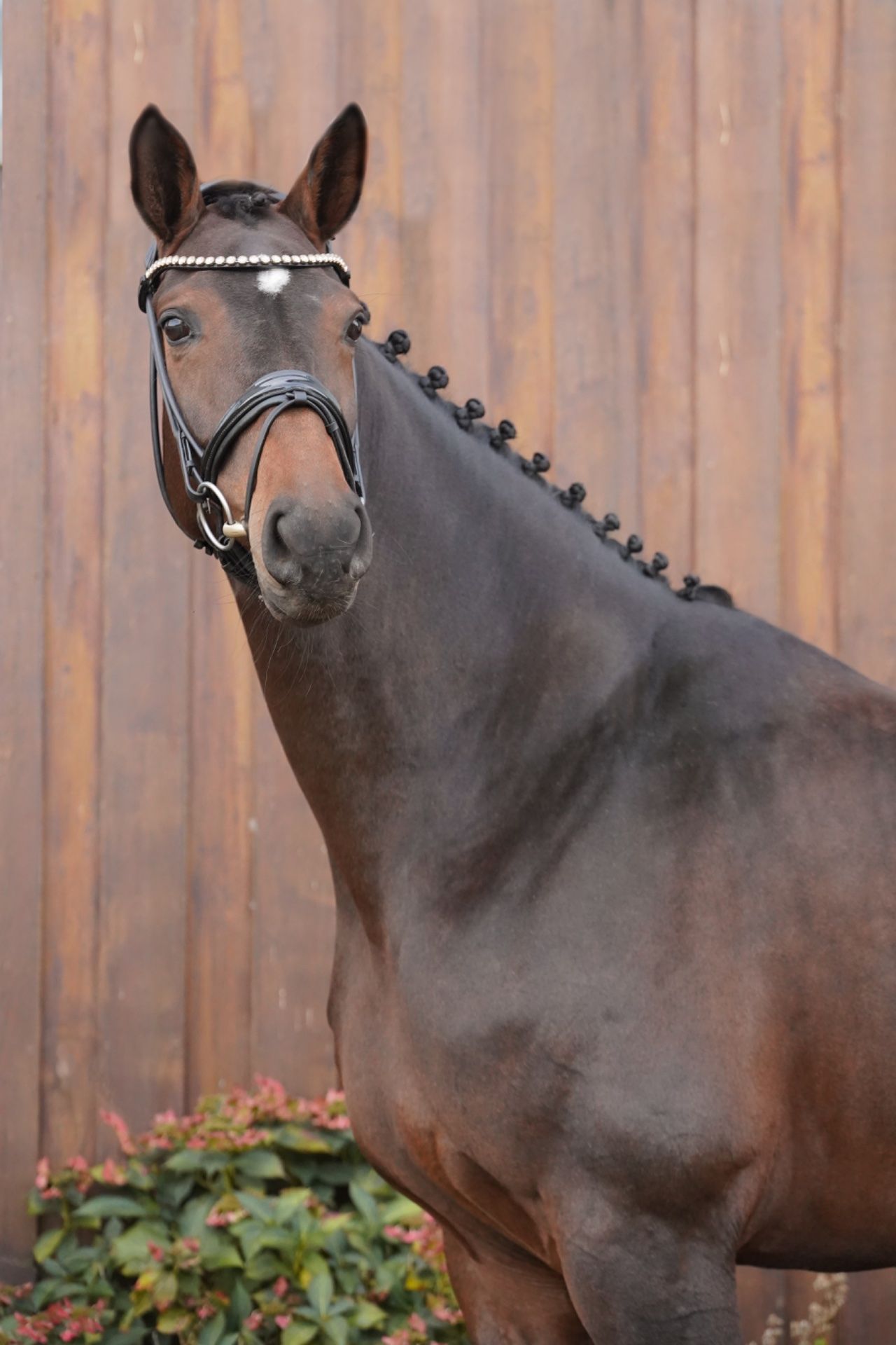 hanovarian dressuurpaard merrie 5 سنوات bruin للبيع - صورة 4