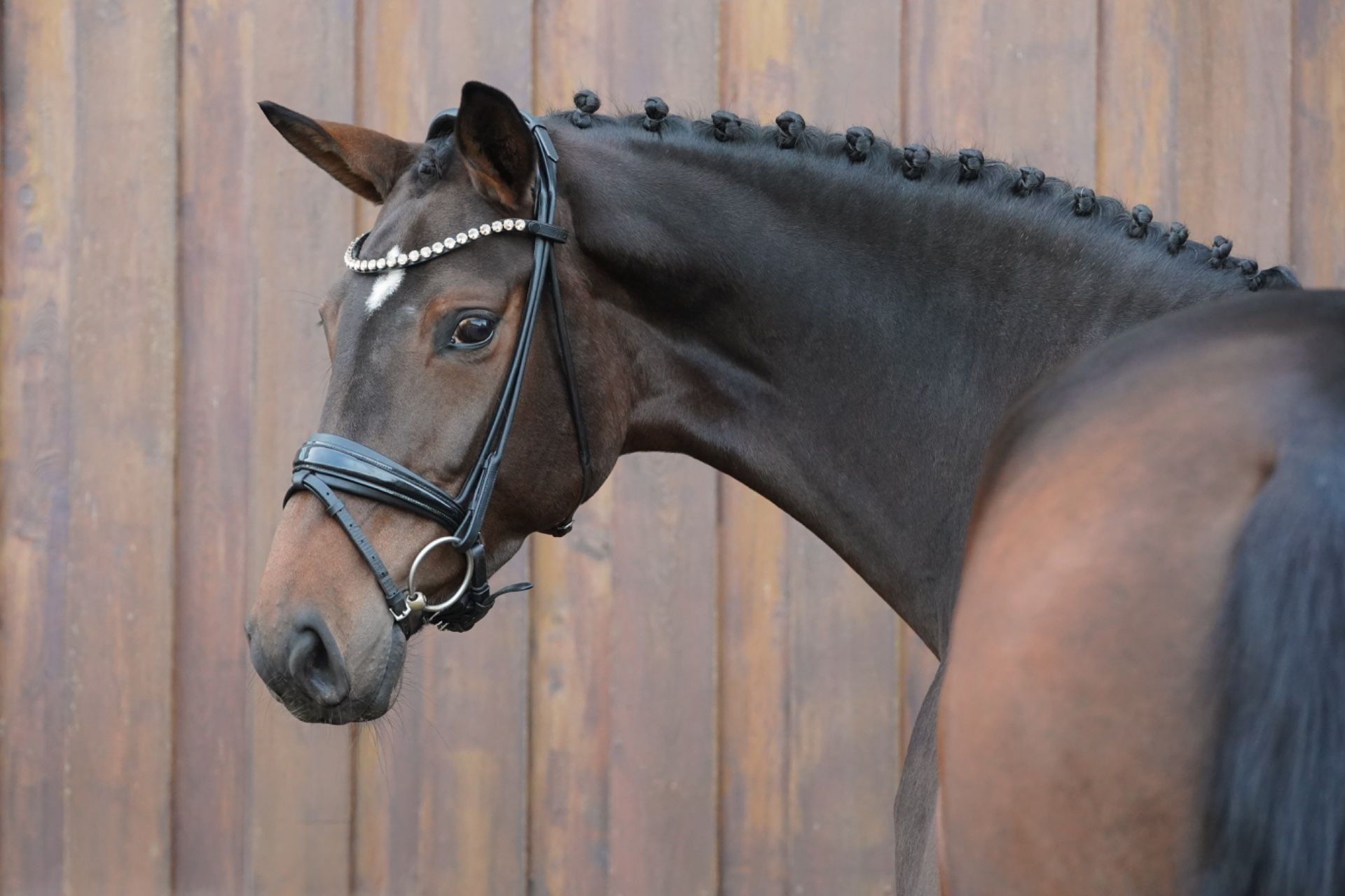 hanovarian dressuurpaard merrie 5 سنوات bruin للبيع - صورة 3