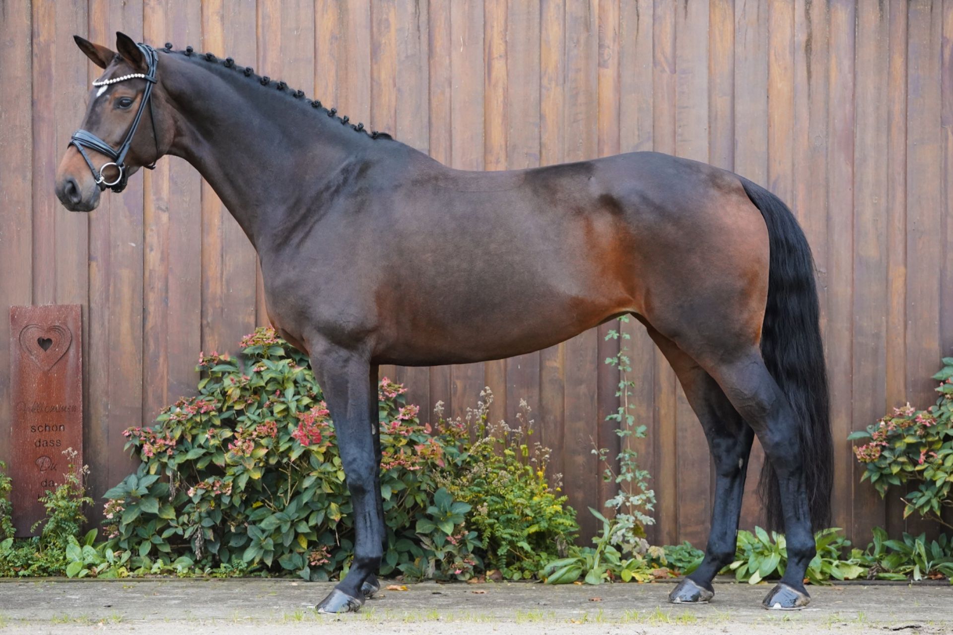 hanovarian dressuurpaard merrie 5 سنوات bruin للبيع - صورة 2