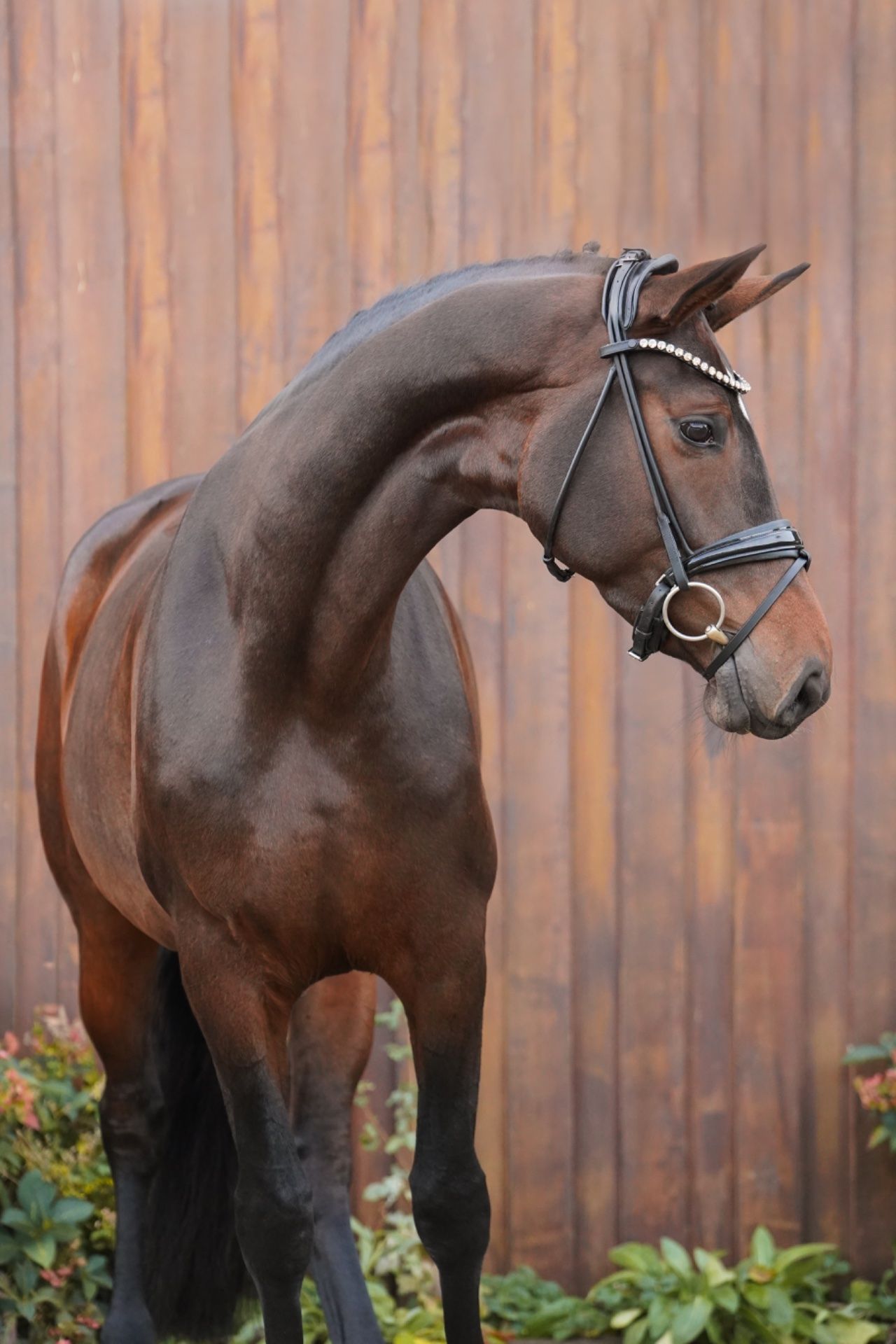Beliena, dressurhest, hoppe, 5 år