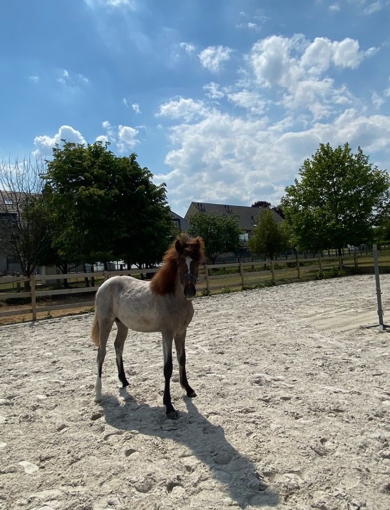 BWP springpony Hengst 1 years old Schimmel for sale - Photo 3