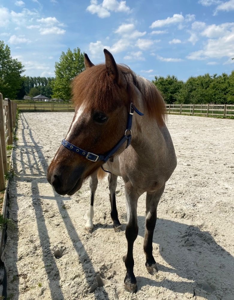 Joli jeune poney