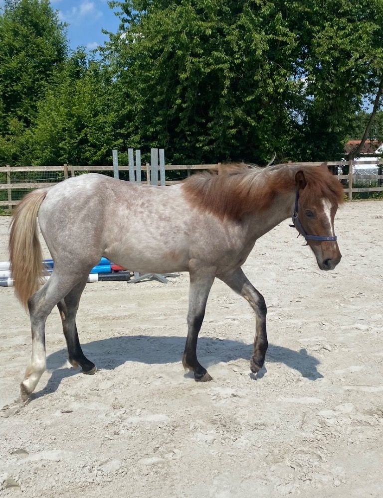 BWP springpony Hengst 1 years old Schimmel for sale - Photo 2