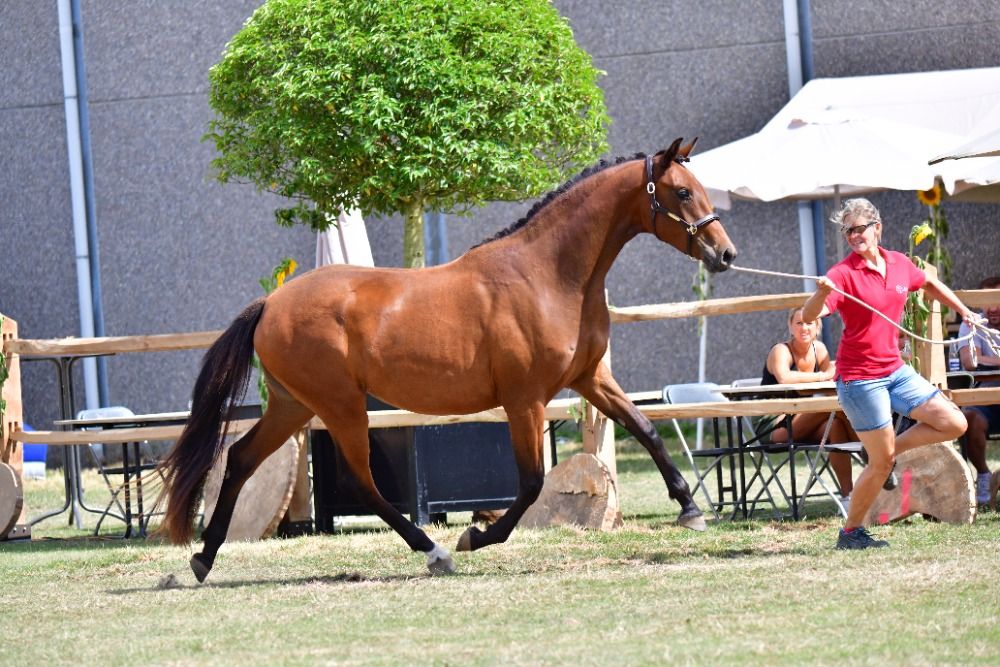 BWP dressuurpaard Merrie 2 jaar Bruin te koop - Foto 4