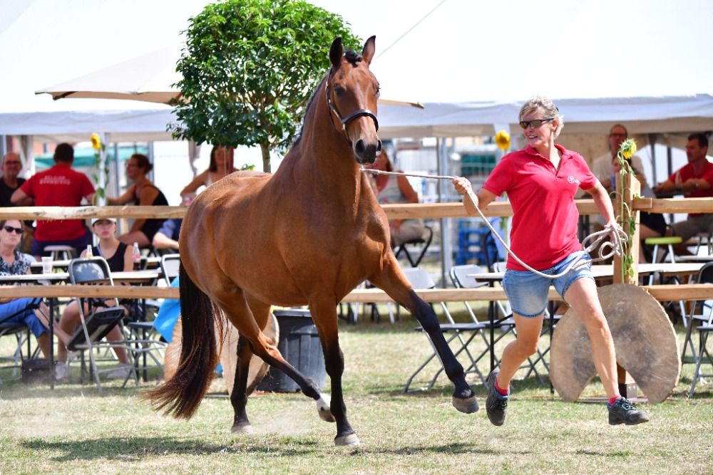 BWP dressuurpaard Merrie 2 jaar Bruin te koop - Foto 3