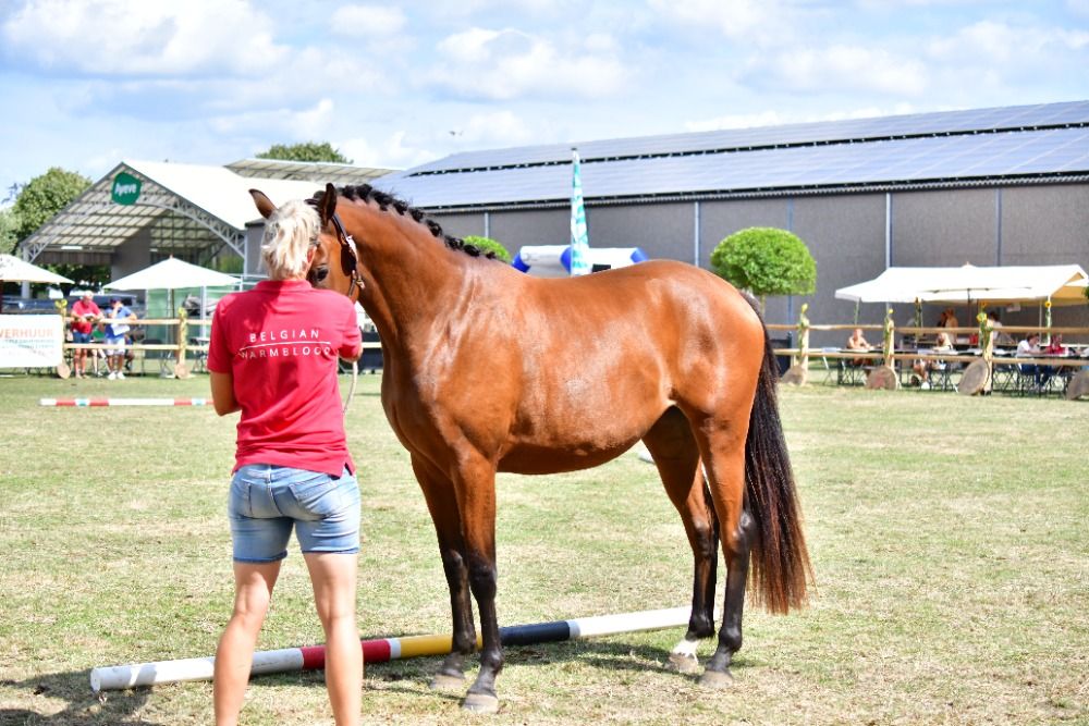 BWP dressuurpaard Merrie 2 jaar Bruin te koop - Foto 5
