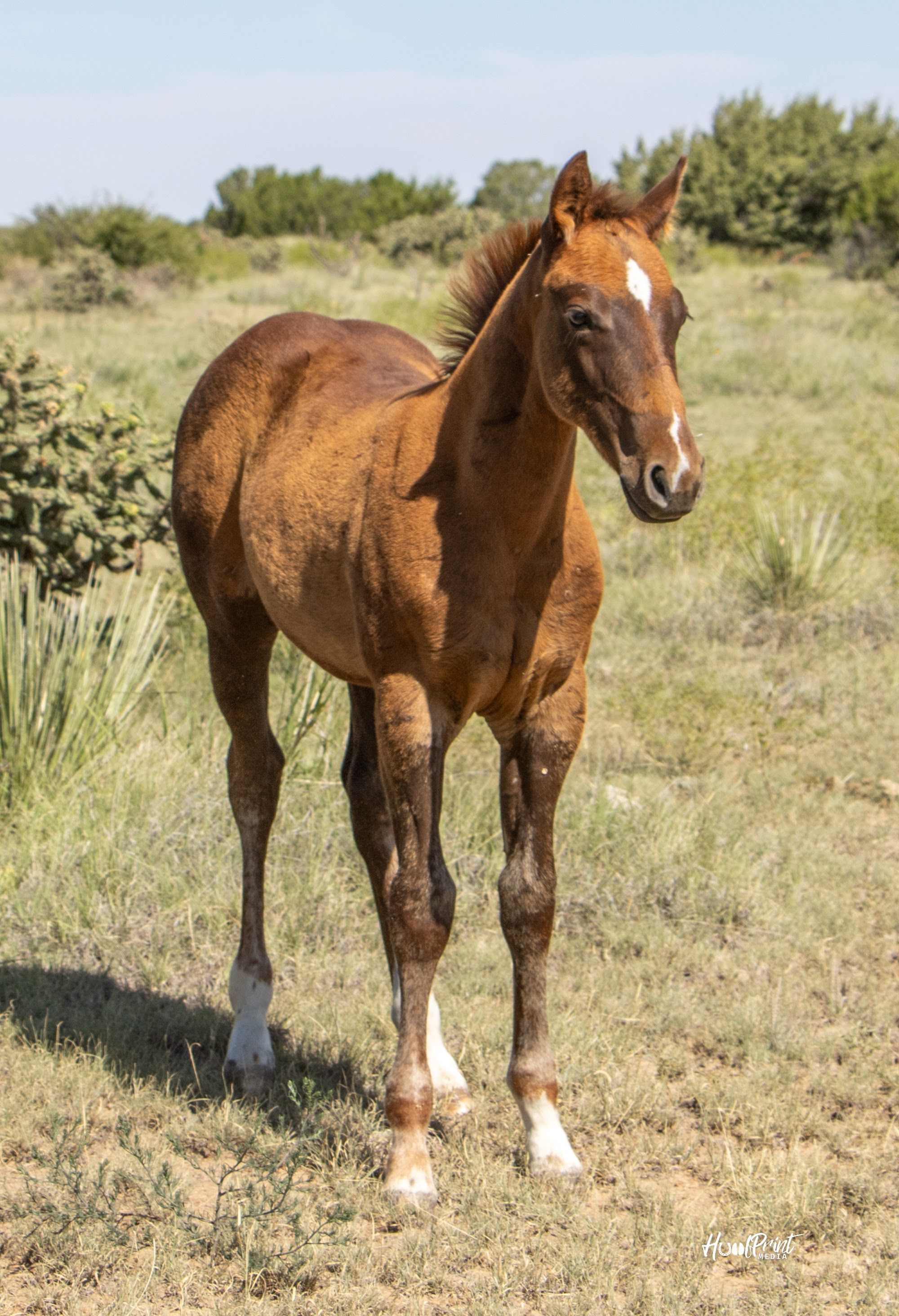 quarter-horse western-paard hengst 1 år till salu - Foto 3