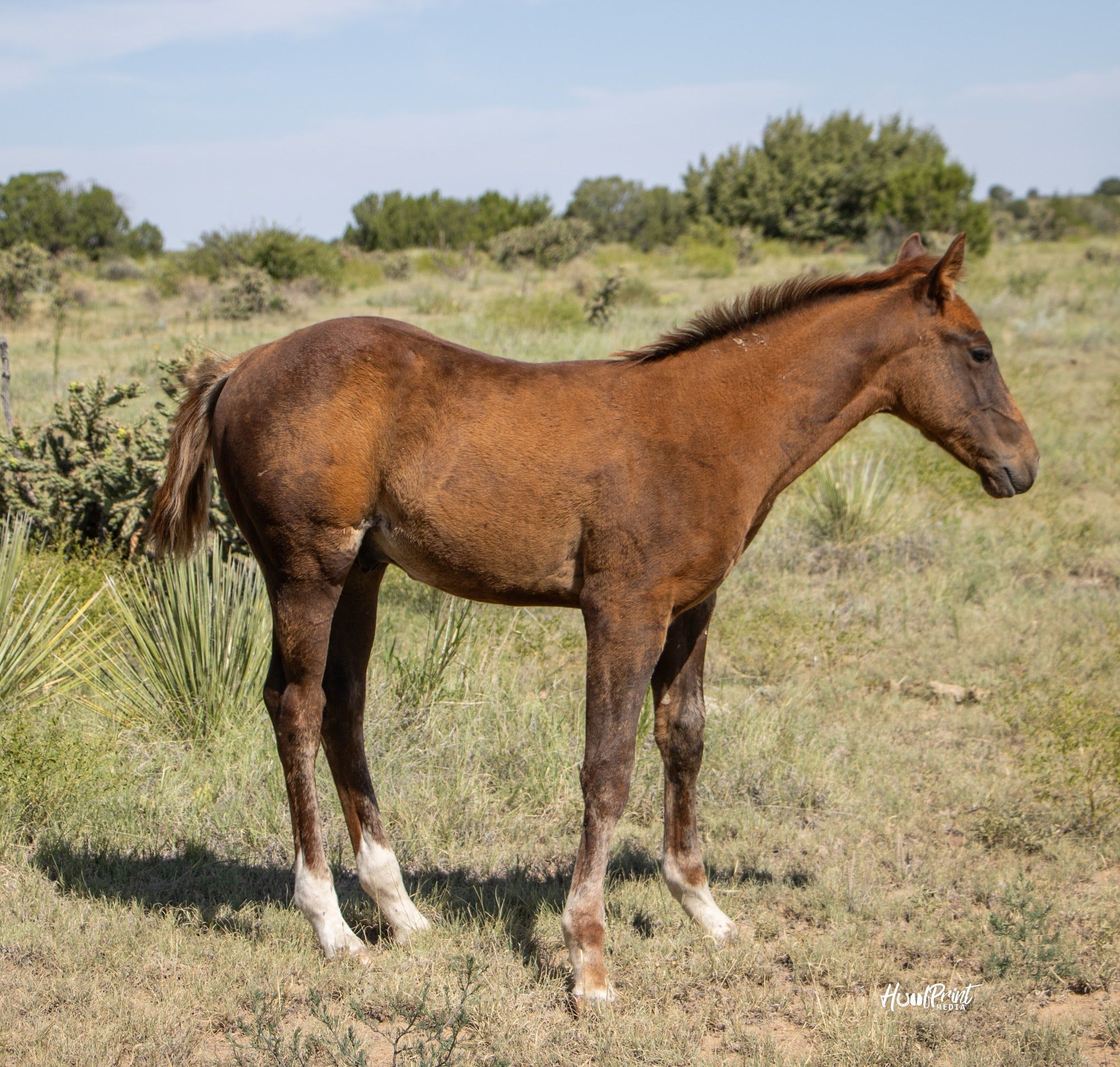 quarter-horse western-paard hengst 1 år till salu - Foto 4