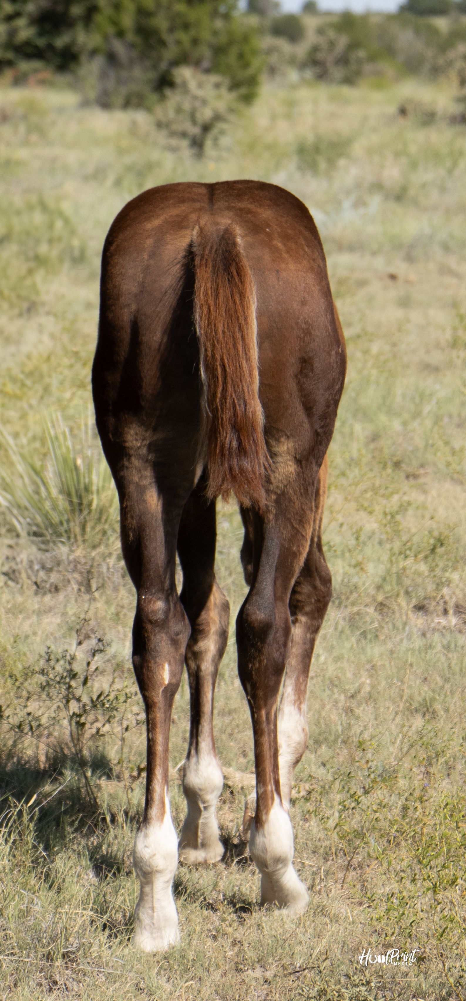 quarter-horse western-paard hengst 1 år till salu - Foto 5