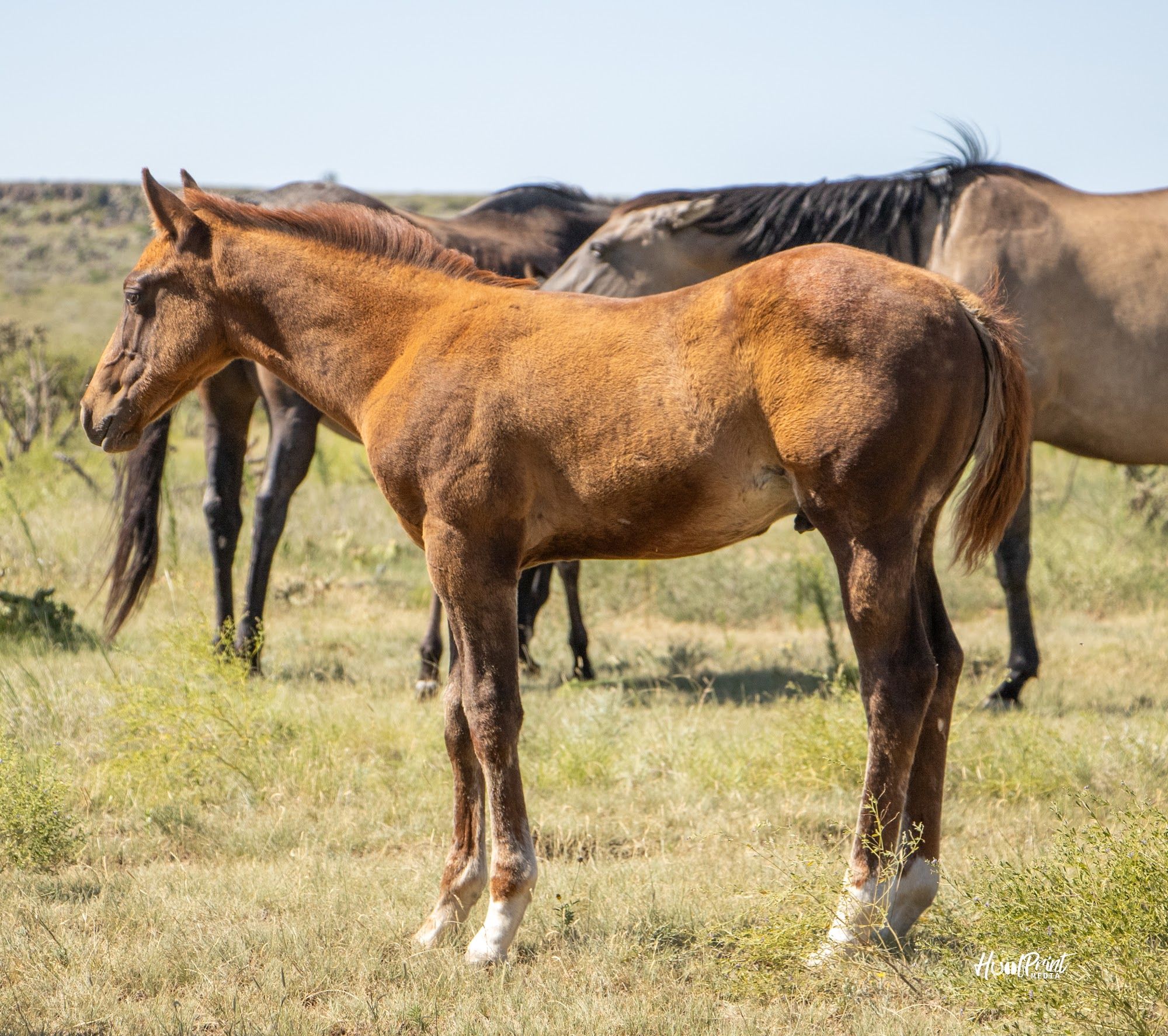 quarter-horse western-paard hengst 1 år till salu - Foto 6