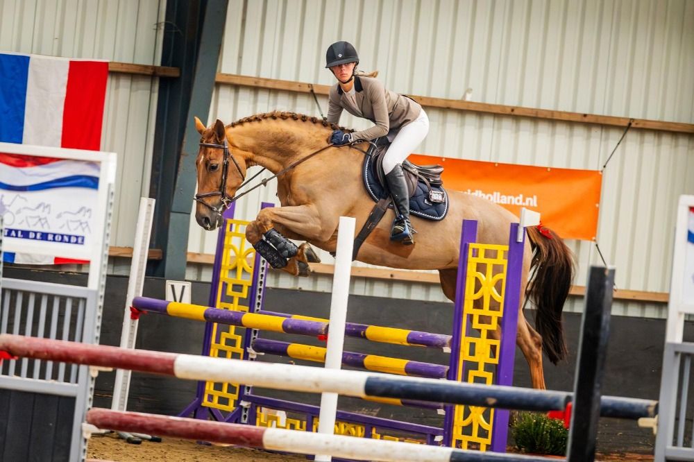 KWPN recreatie paard Merrie 8 years old Vos for sale - Photo 6