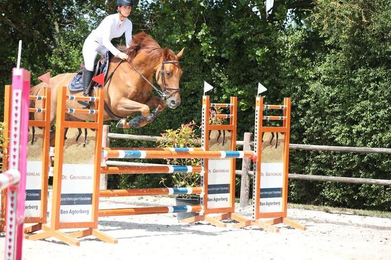 KWPN recreatie paard Merrie 8 years old Vos for sale - Photo 2
