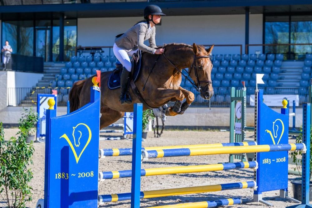 KWPN recreatie paard Merrie 8 years old Vos for sale - Photo 3