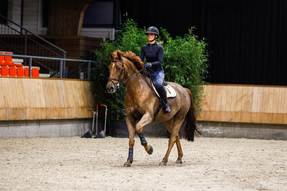 KWPN recreatie paard Merrie 8 years old Vos for sale - Photo 4