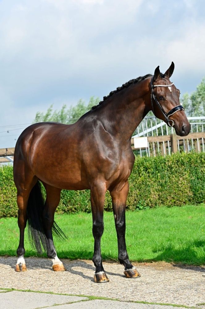 KWPN allrounder Ruin 6 jaar Bruin te koop - Foto 2