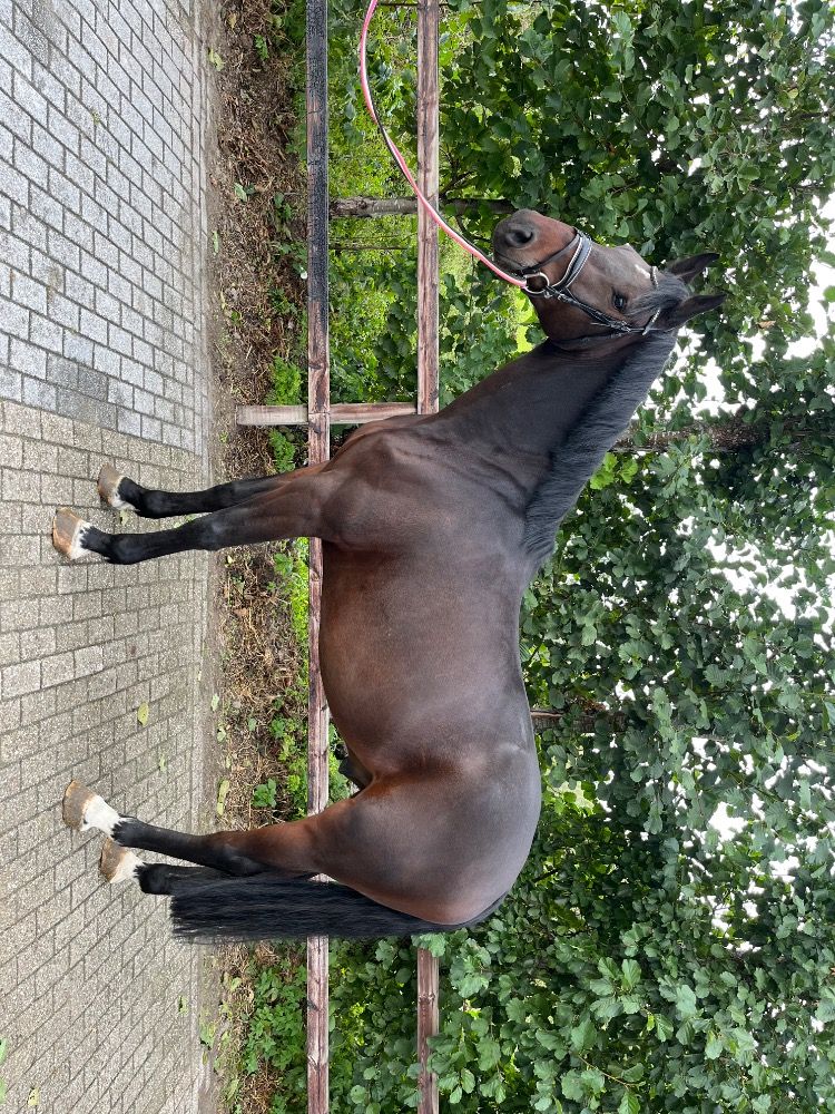 KWPN allrounder Ruin 6 jaar Bruin te koop - Foto 4