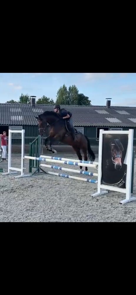 KWPN allrounder Ruin 6 jaar Bruin te koop - Foto 3