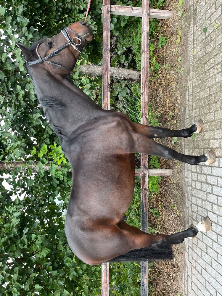 KWPN allrounder Ruin 6 jaar Bruin te koop - Foto 5